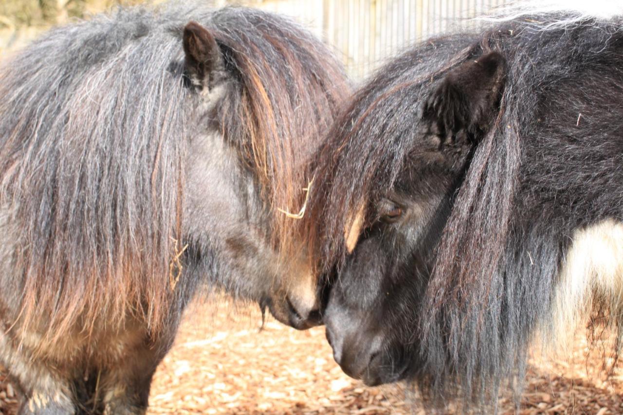 Charming And Luxury Retreats On Our Farm Billingshurst